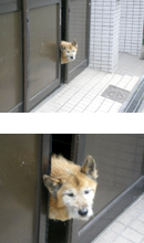 画像: 中崎町の犬