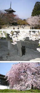 画像: 桜日和の計画