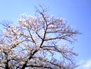 画像: 桜の京都