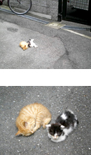 画像: 中崎町の猫